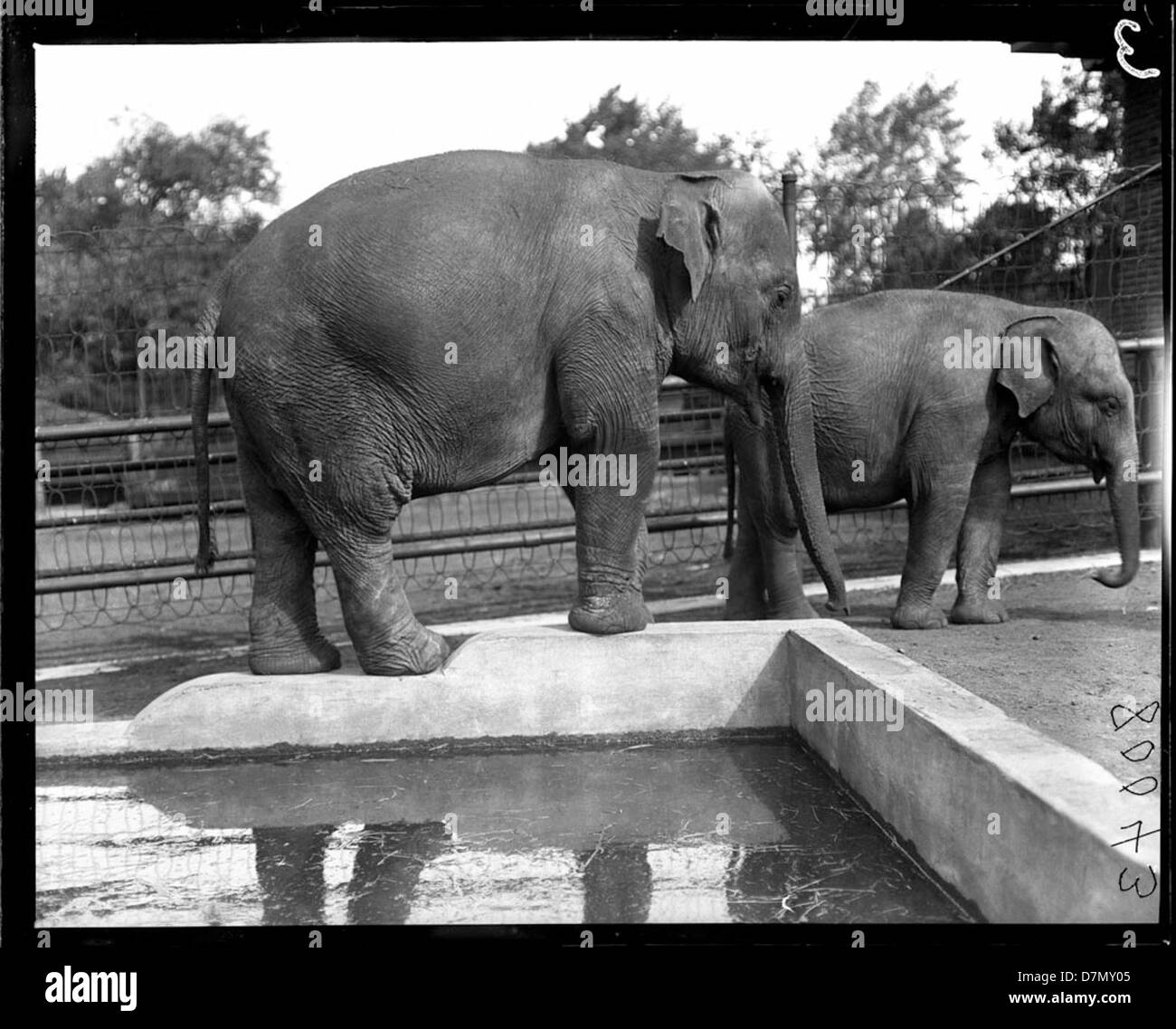 L'éléphant et le bébé éléphant Banque D'Images