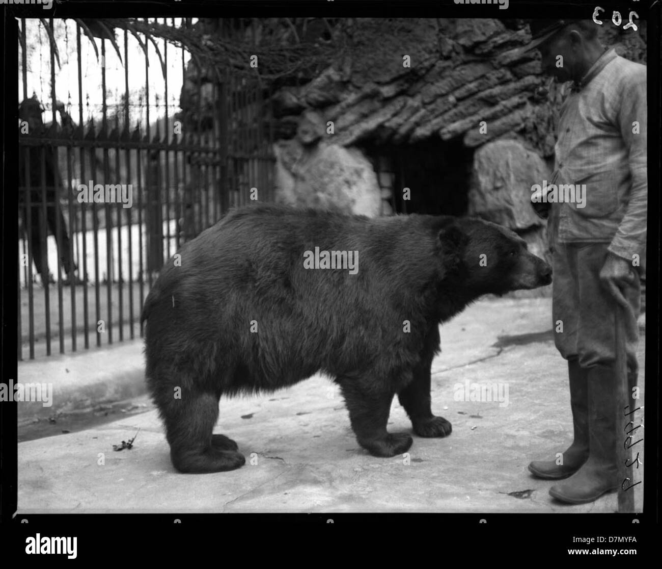 L'ours noir d'Amérique, Ursus americanus, est une espèce commune en Amérique du Nord, présentée ici au zoo de Lincoln Park à Chicago. L'ours est un élément clé de la collection d'animaux du zoo, soulignant son rôle dans la conservation de la faune. Banque D'Images