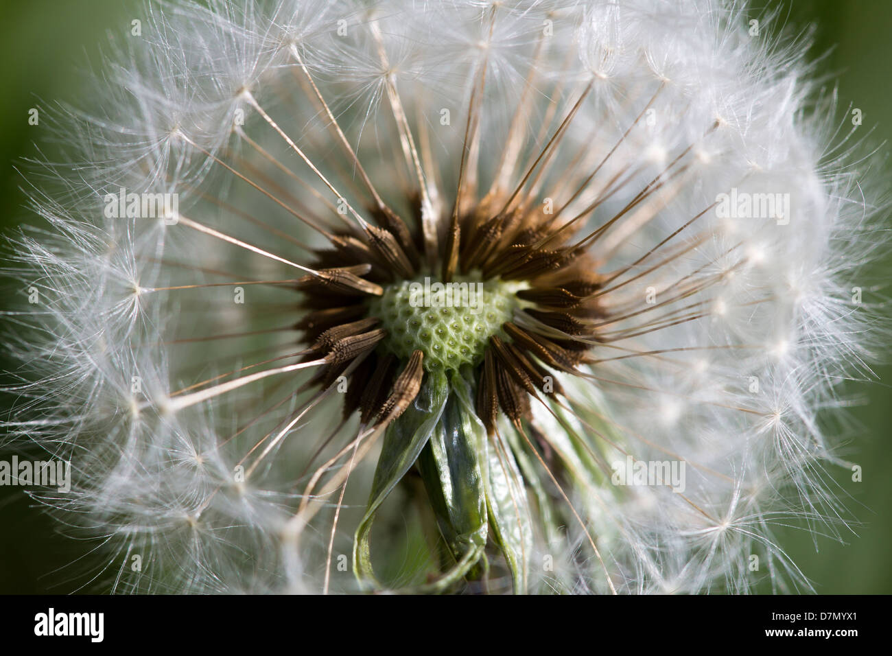 Une macro photo d'une tête de graines de pissenlit. Banque D'Images