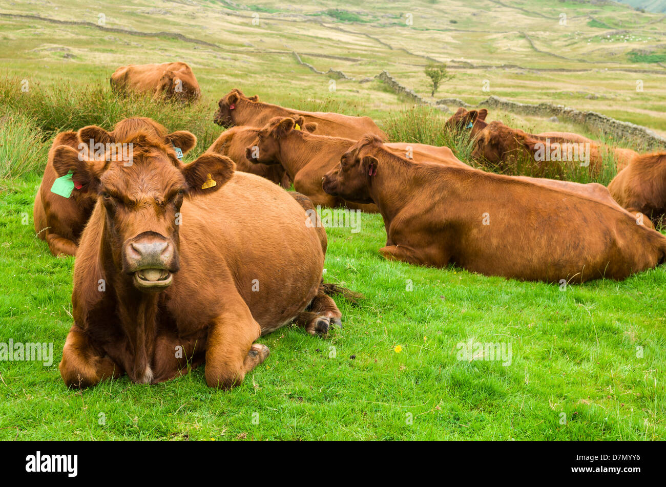 Un troupeau de bovins sur les terres agricoles dans le Parc National du Lake District, Cumbria, Angleterre. Banque D'Images