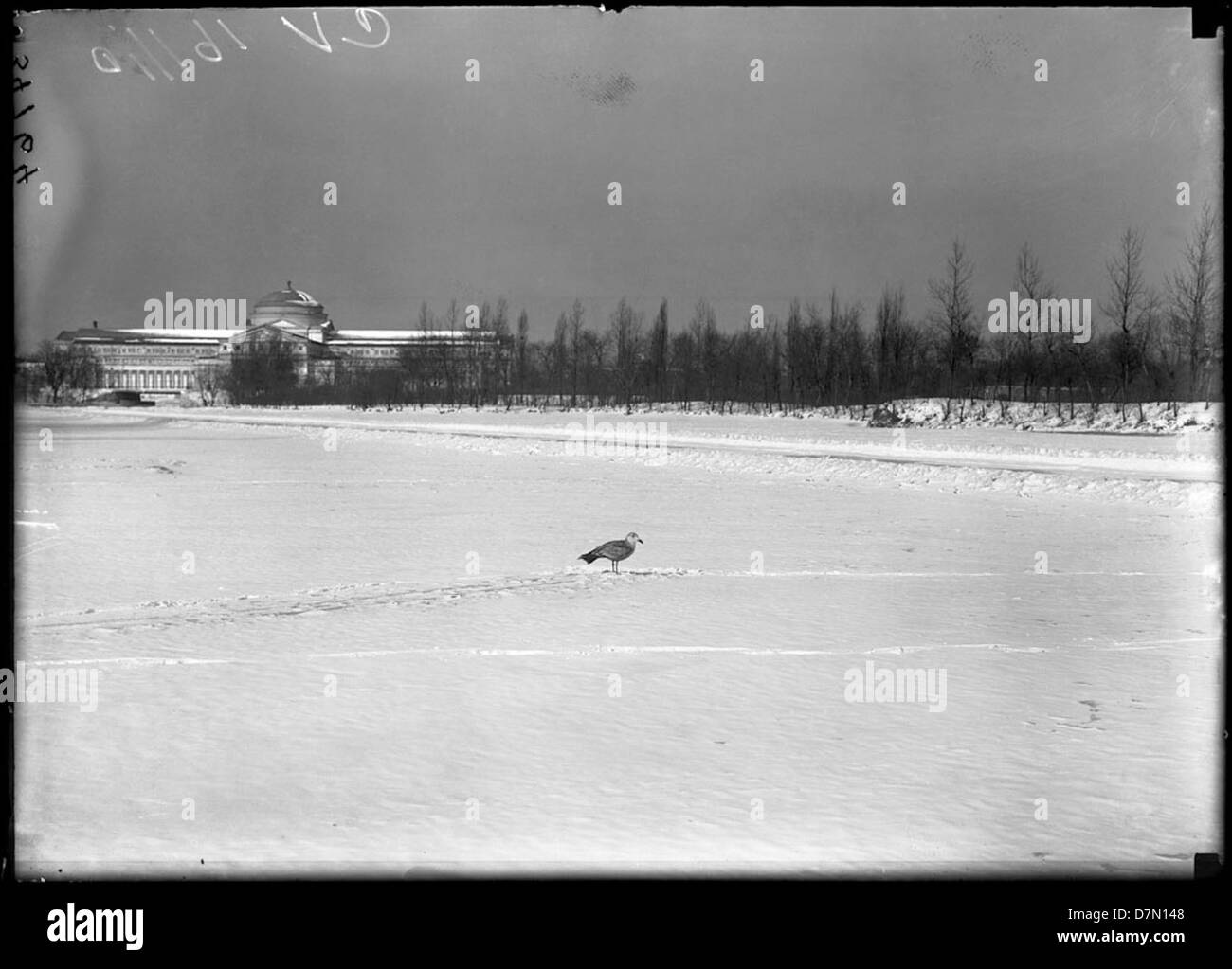 Un oiseau est photographié dans le Jackson Park enneigé de Chicago, Illinois, en hiver. Le paysage serein capture la beauté de l'environnement naturel du parc. Banque D'Images
