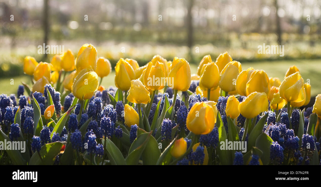 Tulipes jaunes et muscaris bleus avec dewdrops in early morning light au printemps Banque D'Images