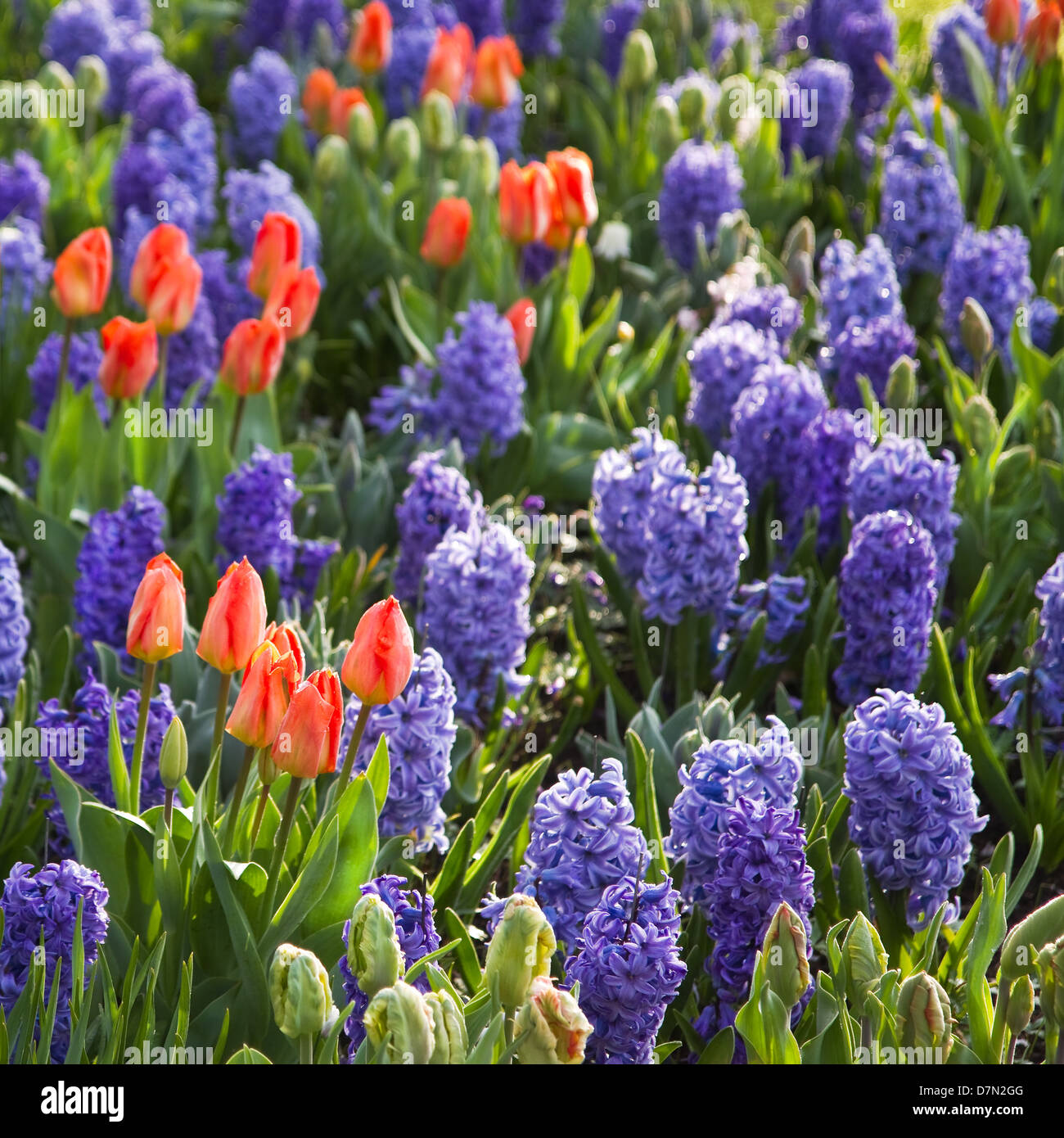 Tulipes orange et bleu jacinthes au début du matin au printemps - culture square Banque D'Images