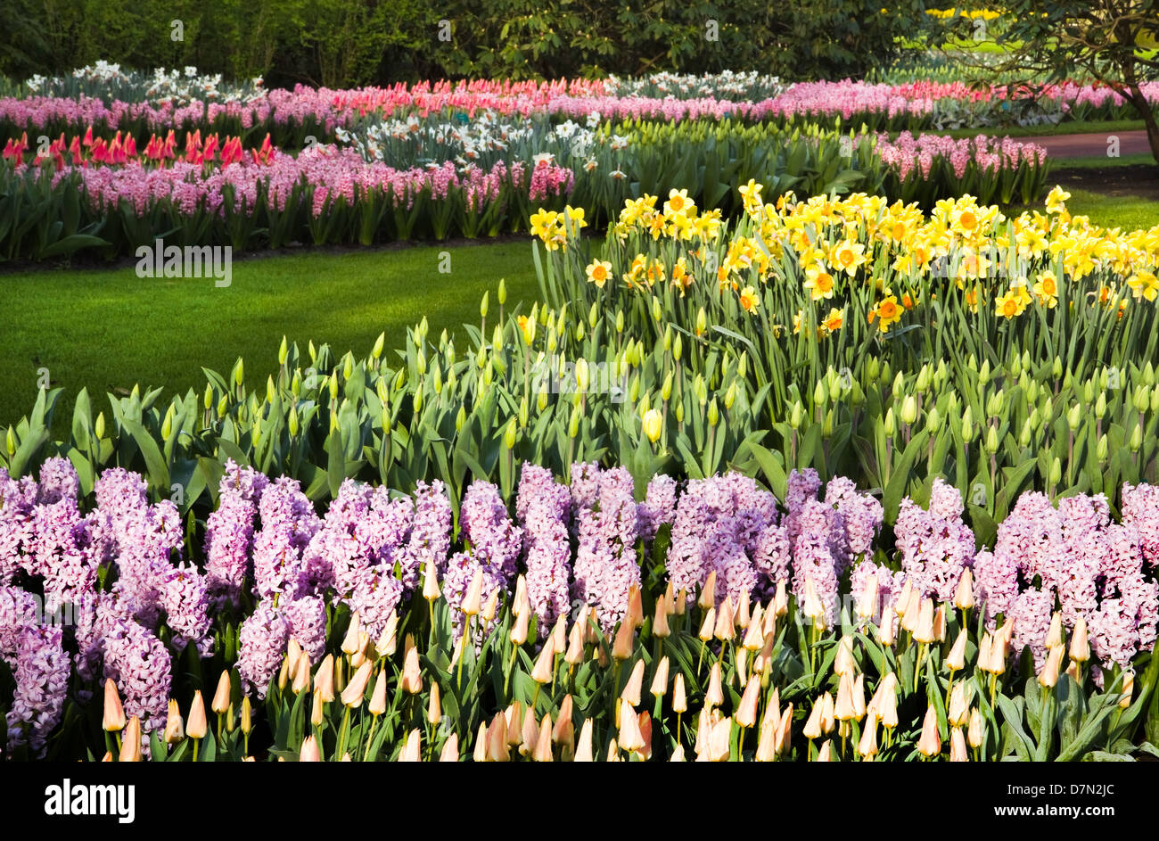 De parterres de tulipes, narcisses et jacinthes dans jardin au printemps Banque D'Images