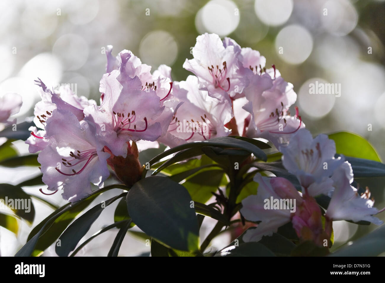 Rhododendron rose rétro-éclairage des fleurs au printemps et en arrière-plan flou Banque D'Images