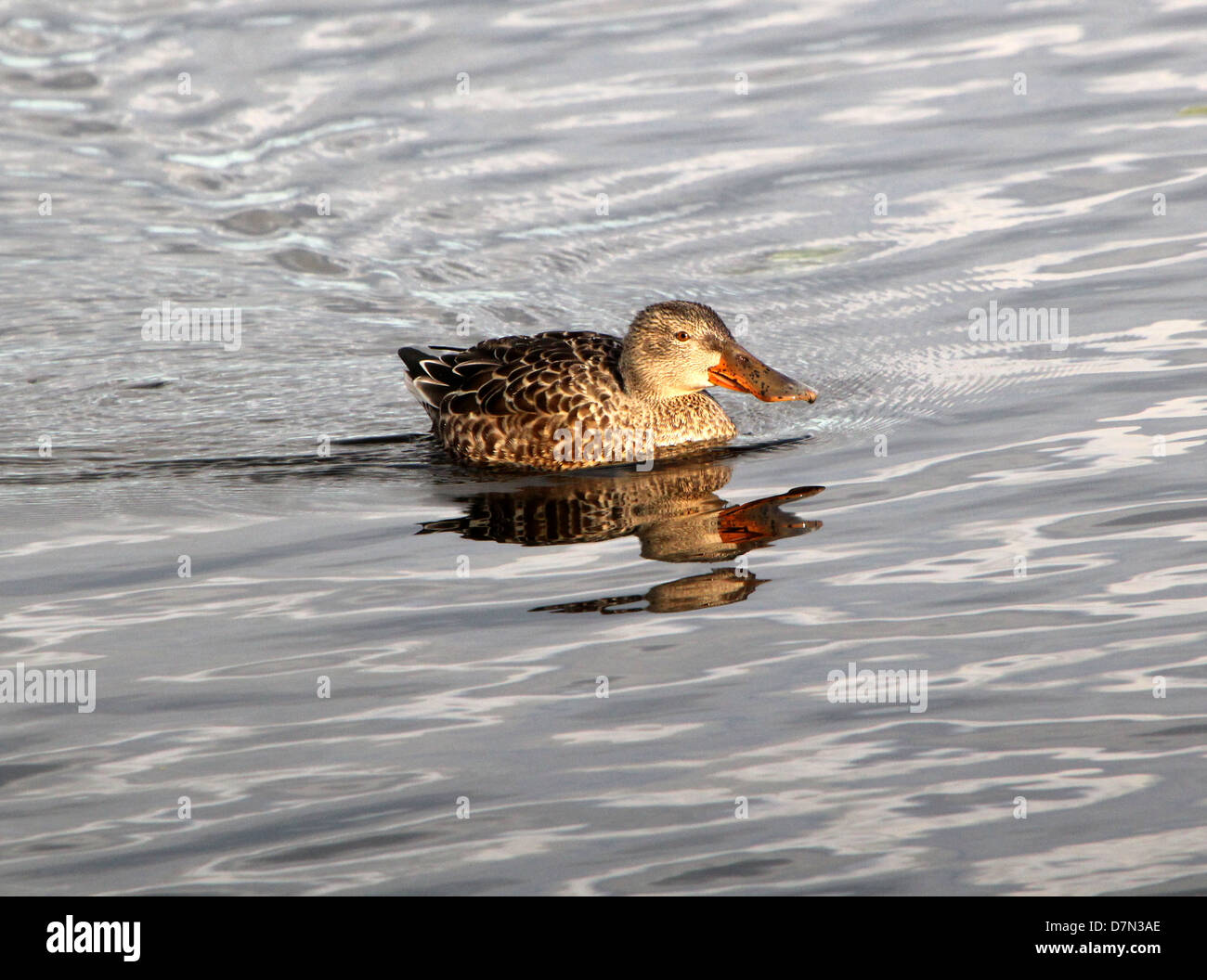 Femelle du Canard souchet (Anas clypeata) natation Banque D'Images