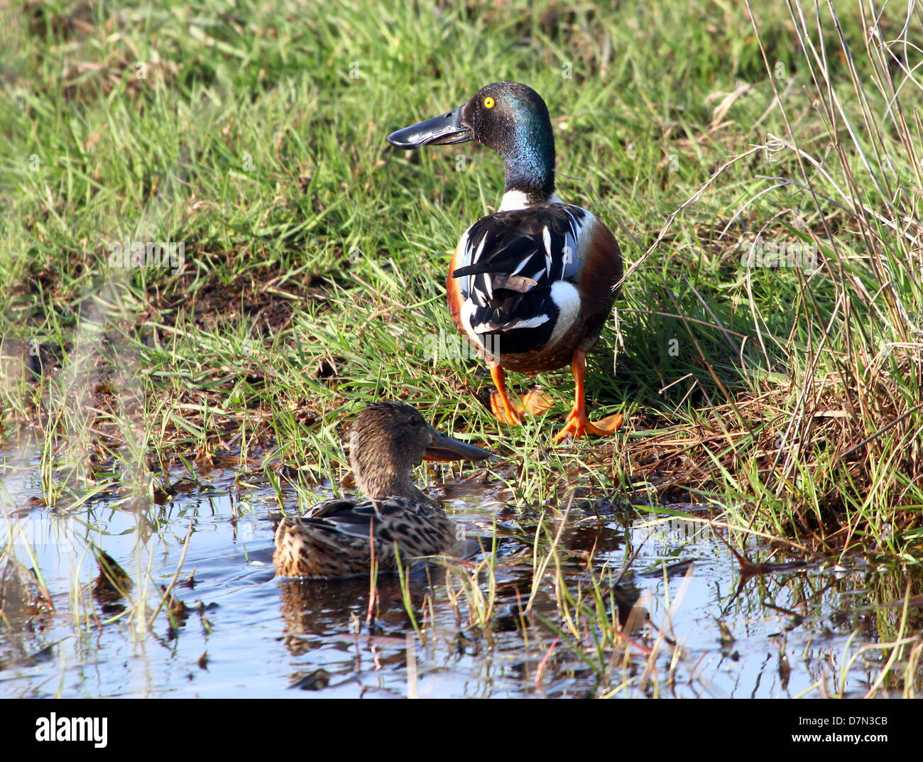 Mâle et femelle du Canard souchet (Anas clypeata) quitter l'eau, de sexe masculin Banque D'Images