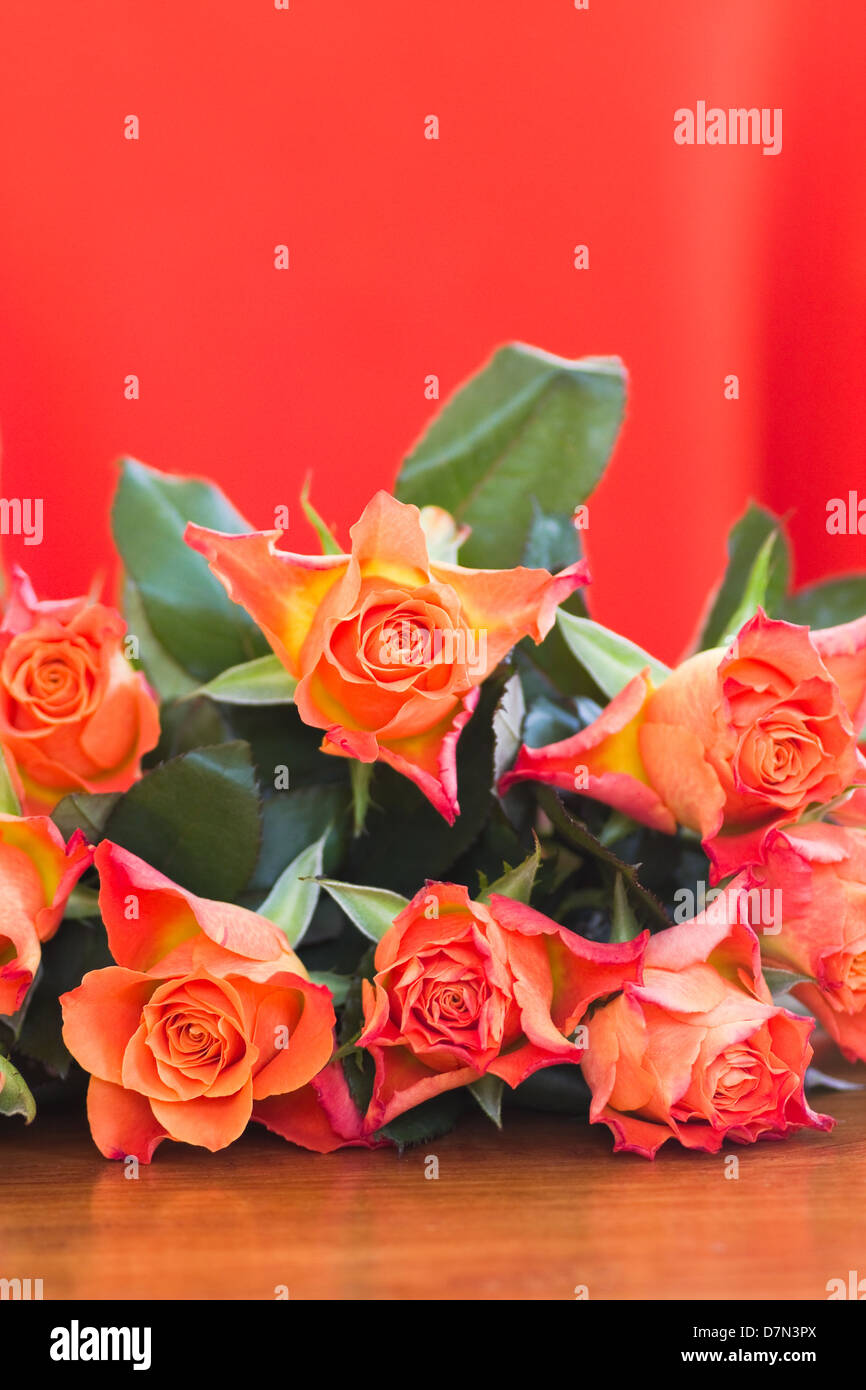 Roses Orange avec fond orange - verticale Banque D'Images