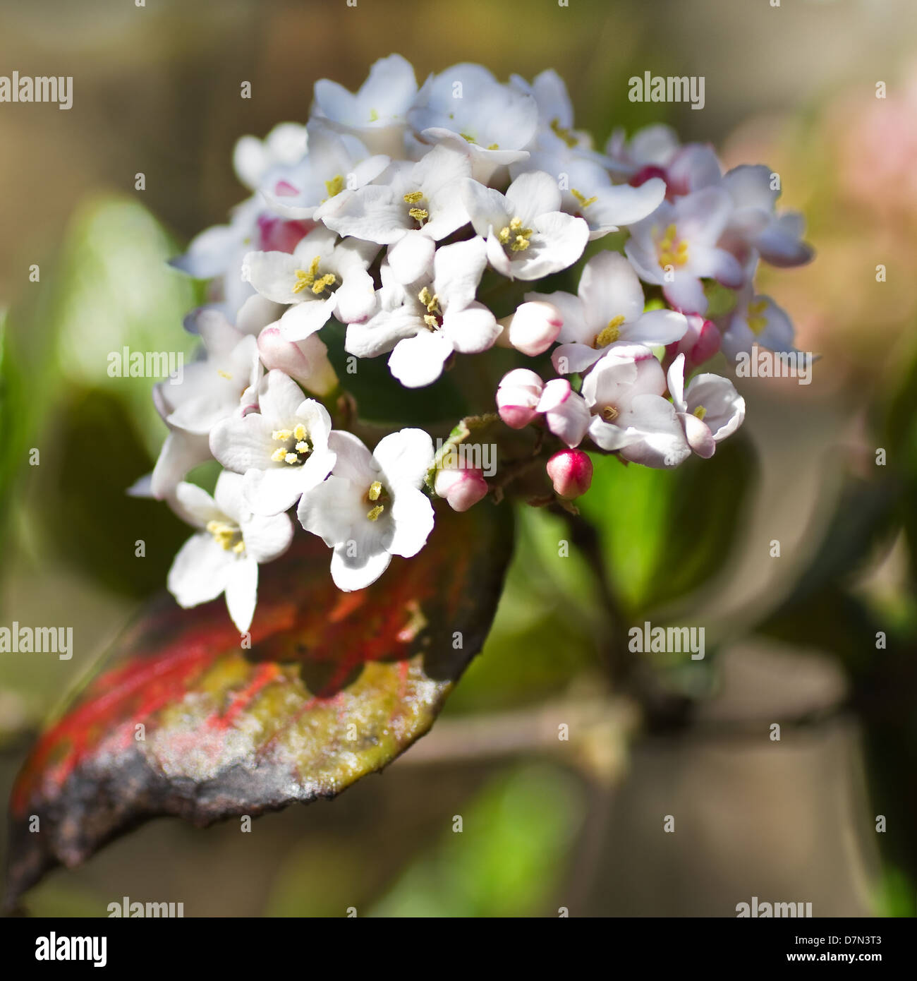 Viburnum carlesii blanc ou boule d'Épices coréen des fleurs au printemps - square image recadrée Banque D'Images