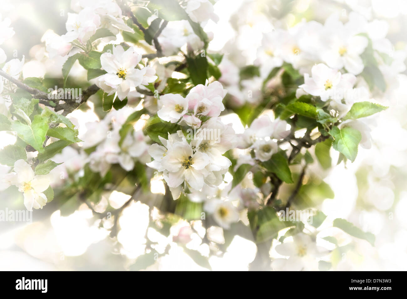 Rayons et belle fleur de pommier blanc au printemps Banque D'Images