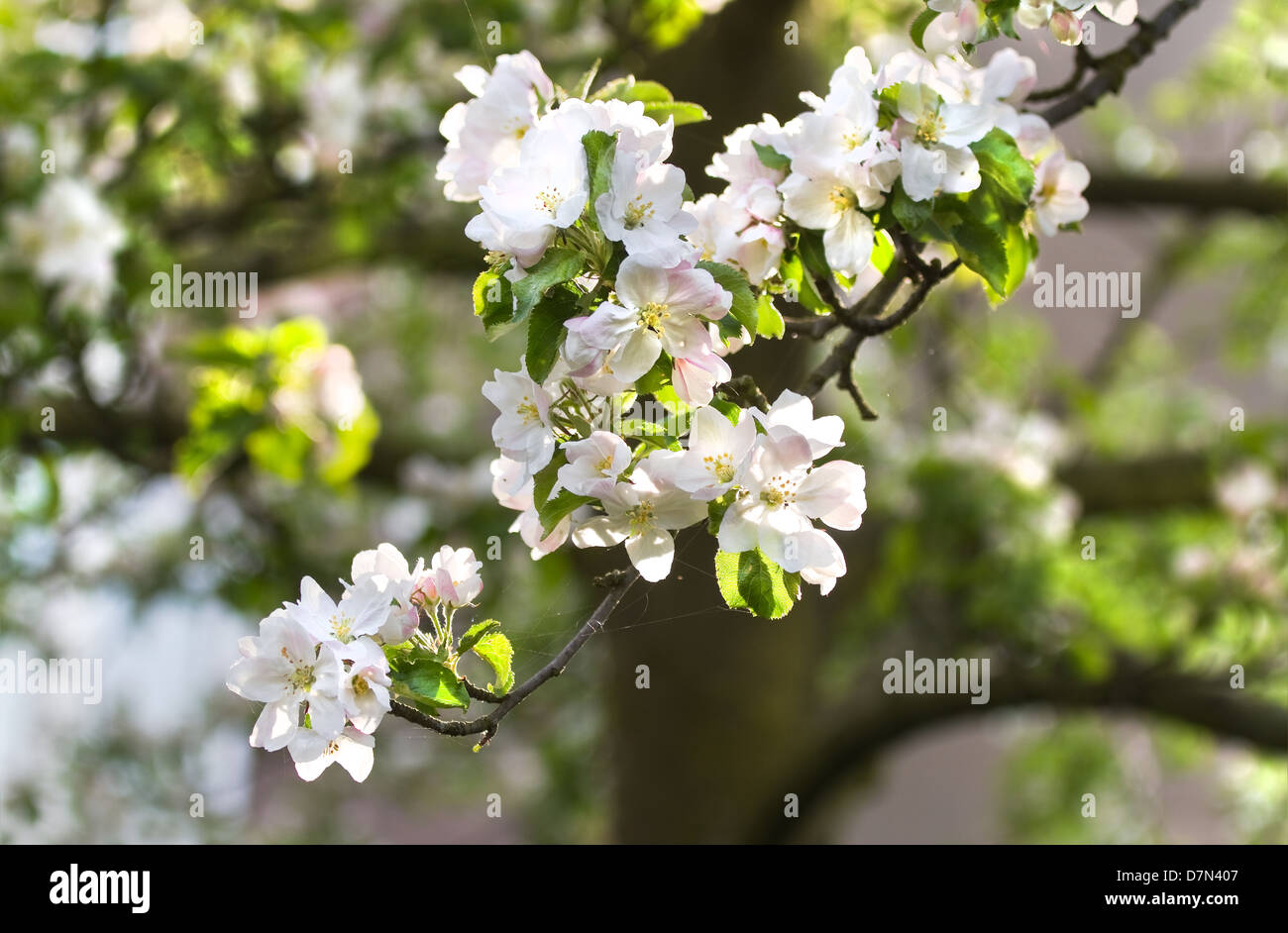 La lumière du soleil sur la branche avec fleur de pommier sur appletree au printemps - horizontal Banque D'Images