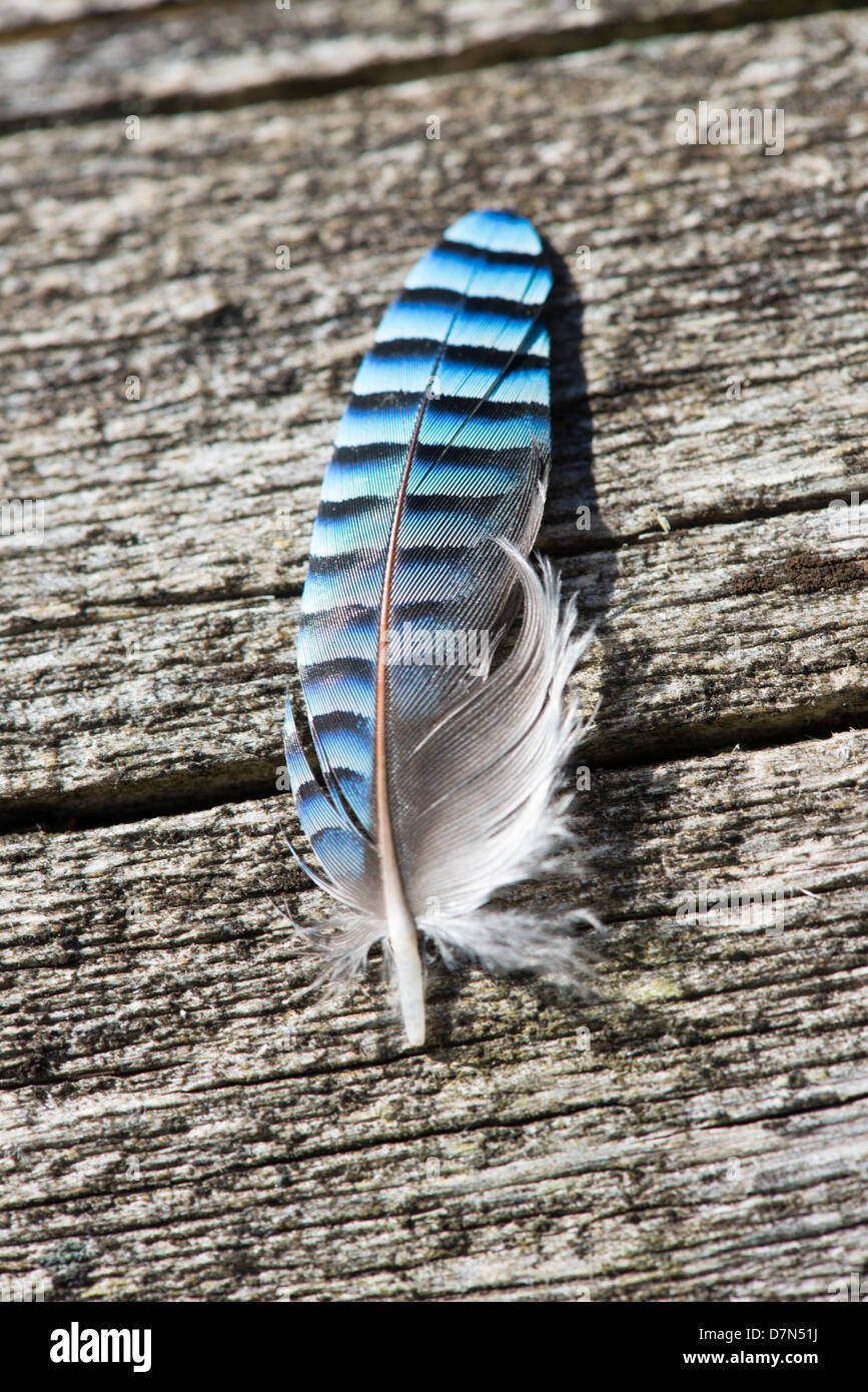 Wilde animal en Suède, Europe Banque D'Images