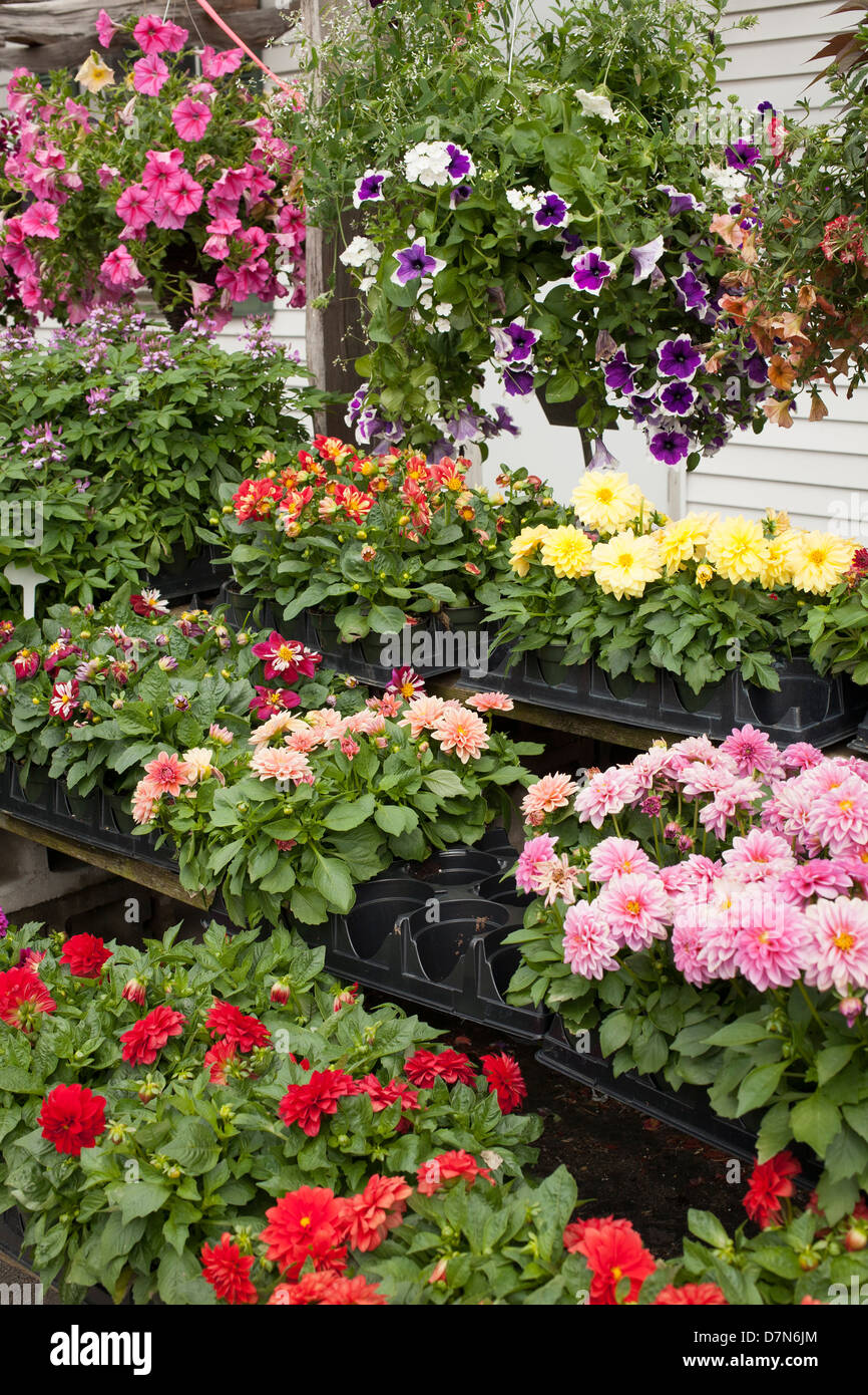 A l'ouest du Massachusetts a pépinière printemps sélection de plantes à vendre. Banque D'Images