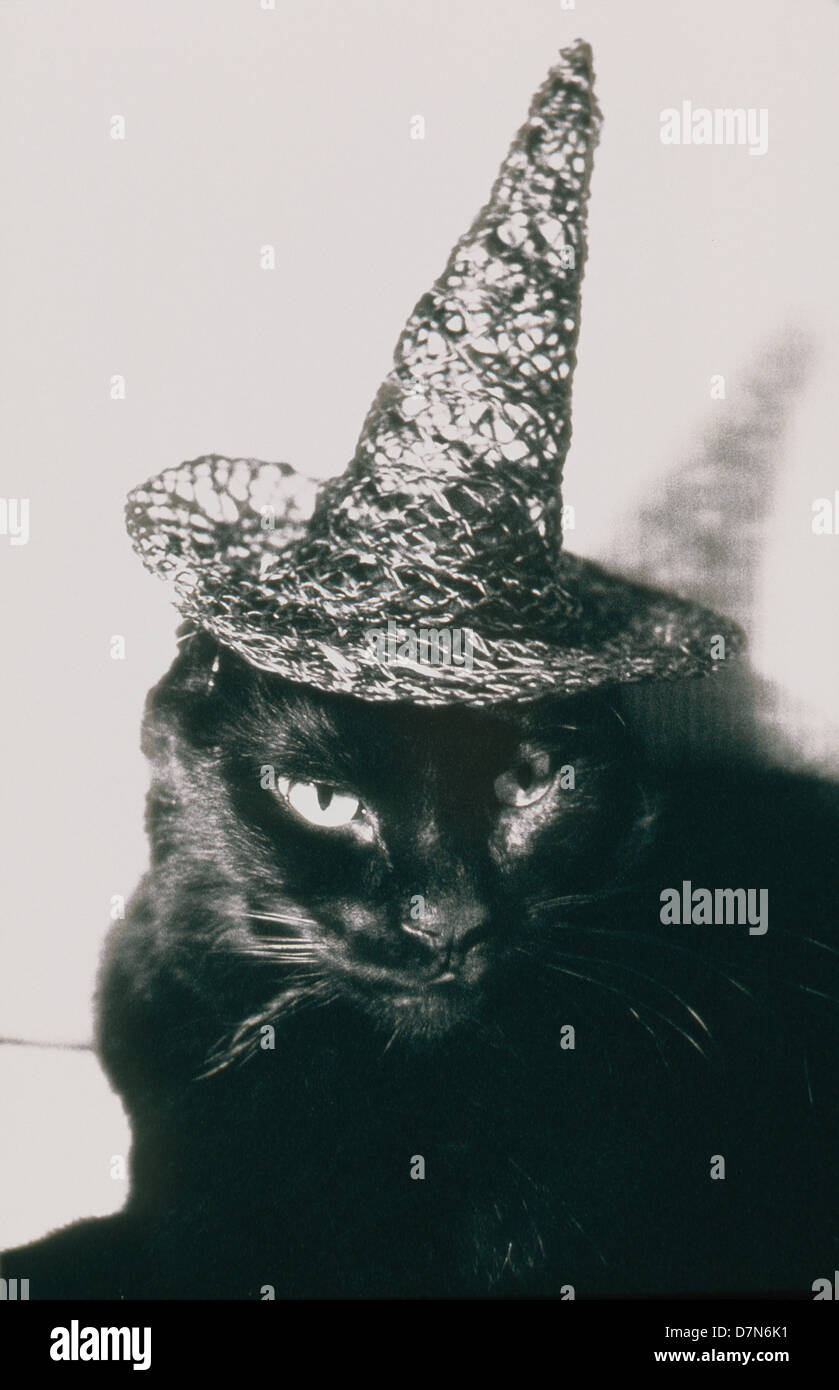 Un chat noir portant un chapeau de sorcière, polapan, ©mak Banque D'Images