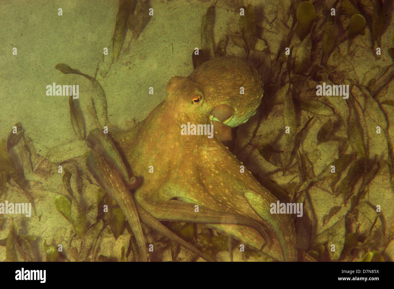 Octopuses Octopoda Banque De Photographies Et D Images A Haute Resolution Alamy