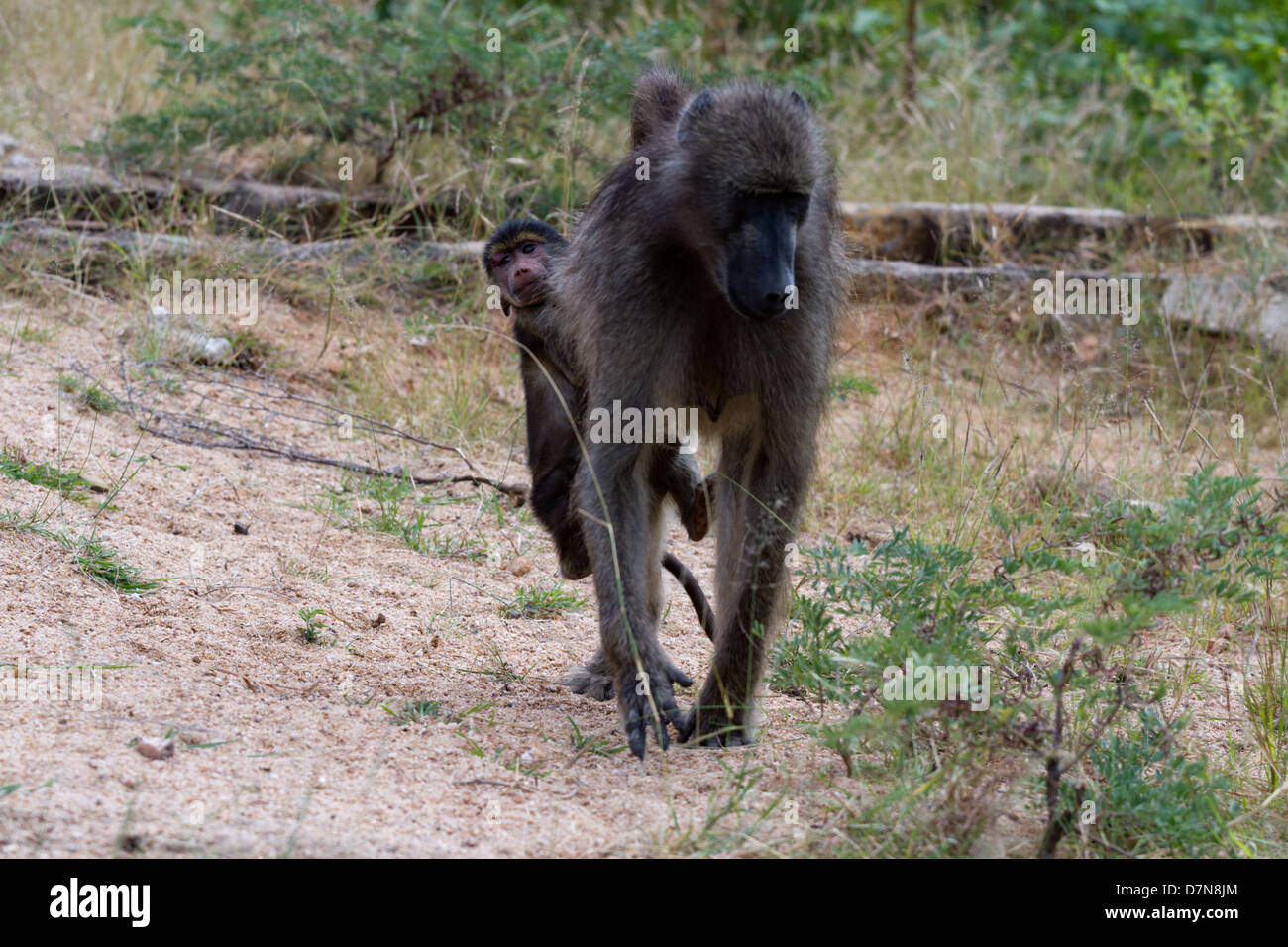 Le babouin avec bébé l'attelage d'une ride Banque D'Images