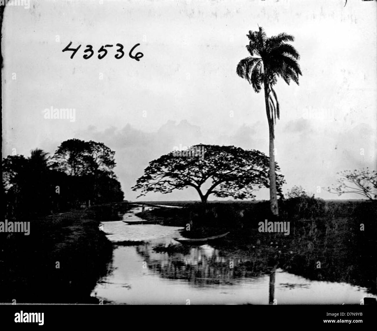 Une photographie de 1922 de palmiers de la famille des Areaceae, prise lors de l'expédition Stanley Field en Guyane britannique. L'image, prise par Bror E. Dahlgren et John R. Millar, met en évidence la vie végétale tropicale de l'Amérique du Sud. Banque D'Images