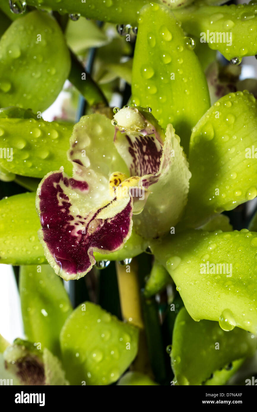 Orchidées Cymbidium ou bateau, est un genre de 52 espèces à feuilles persistantes dans la famille des orchidées Orchidaceae Banque D'Images