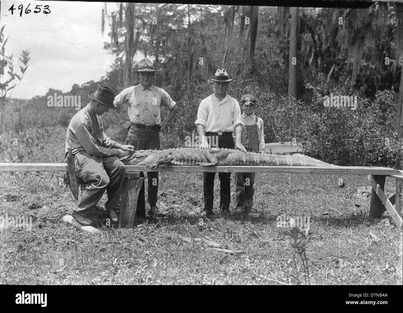 Cette image montre un grand alligator américain d'une expédition zoologique de 1925 à North Lake Miccosukee, en Géorgie. Le spécimen faisait partie d'une collection zoologique pour étude. Banque D'Images