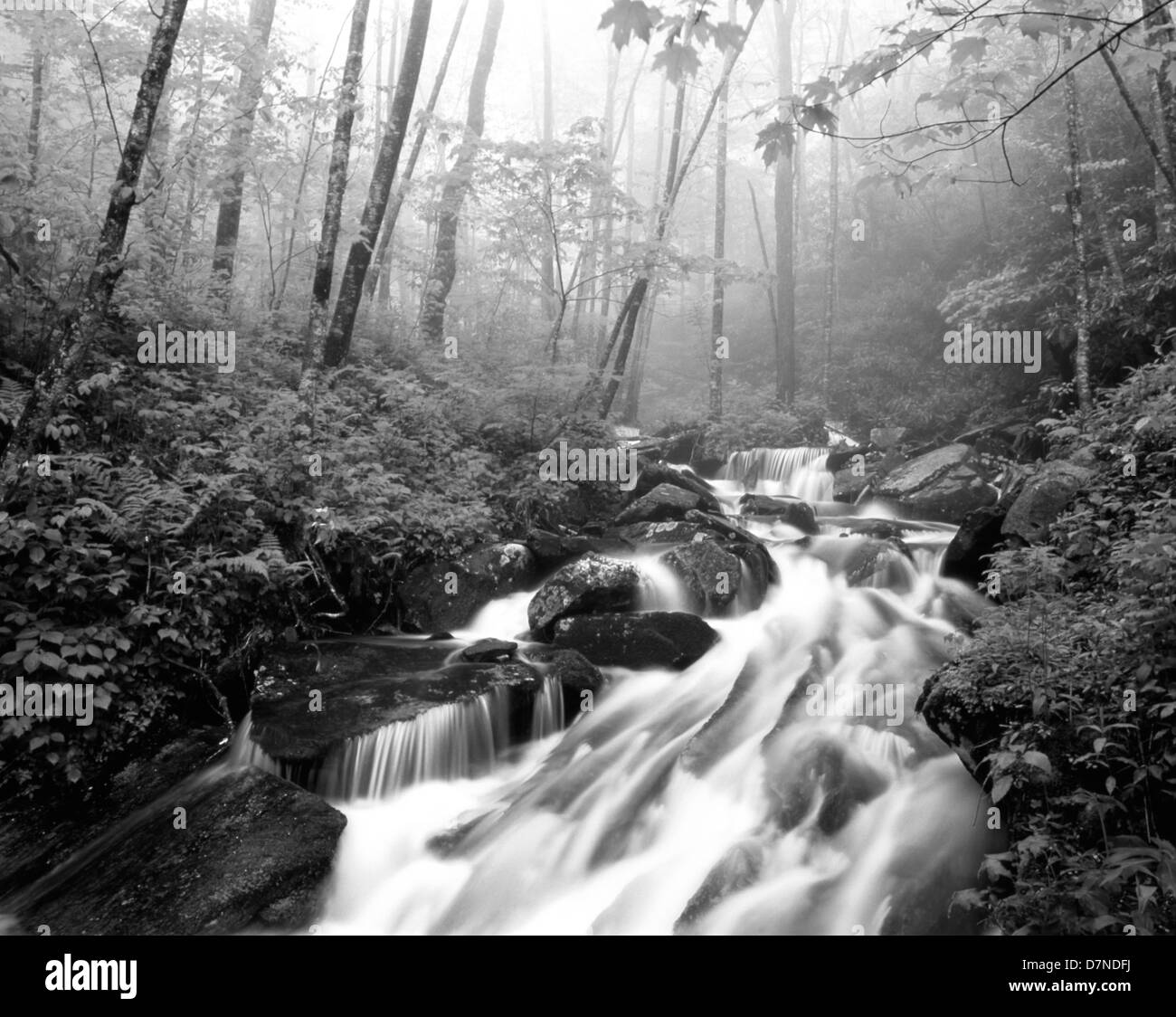 USA, Caroline du Nord, forêt nationale de Pisgah, vue de Cove Creek couverte de brouillard (tailles grand format disponible) Banque D'Images