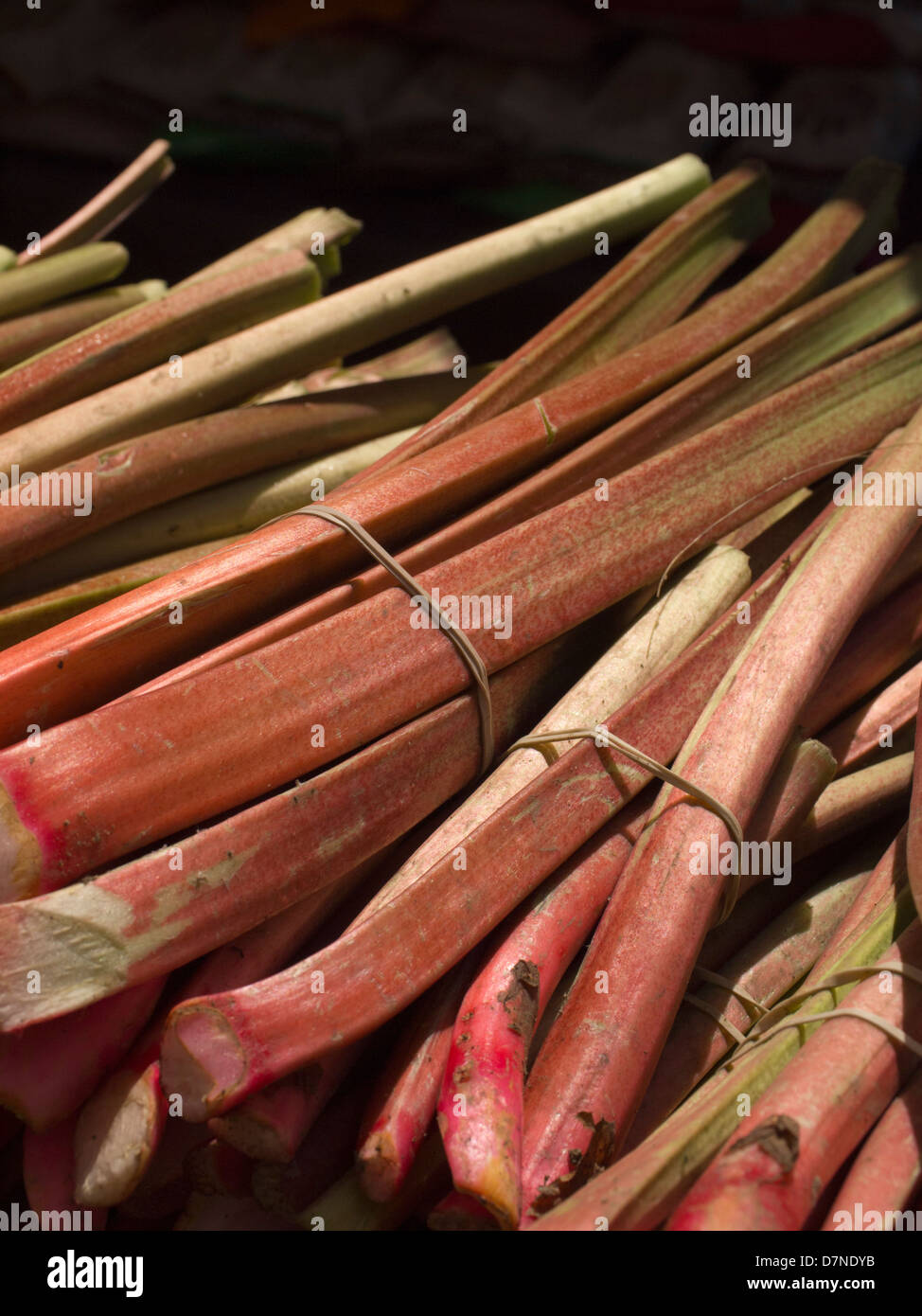 Bouquets de rhubarbe fraîche, Greenmarket, Union Square, New York City Banque D'Images