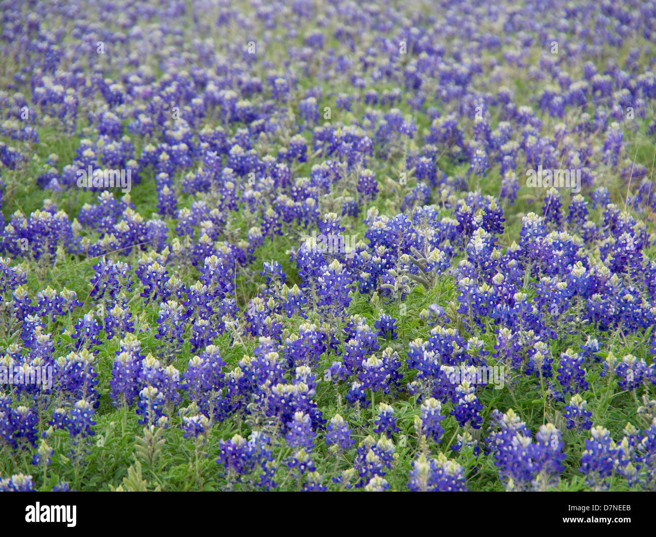 Un champ plein de fleurs au printemps Bluebonnet Texas Banque D'Images