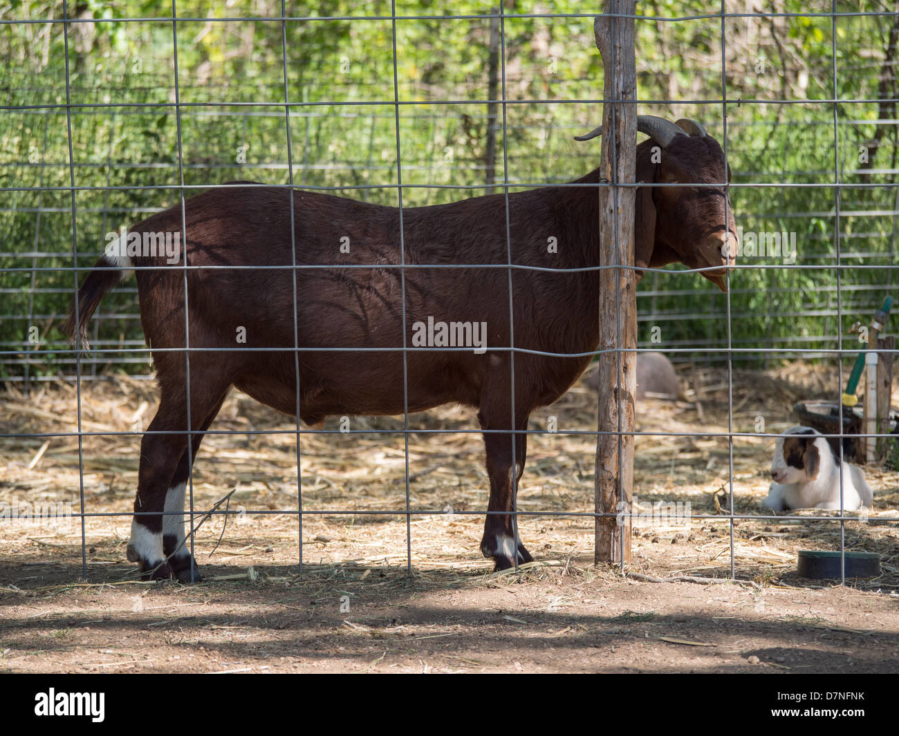 Un adulte et l'enfant bouc derrière une clôture sur une ferme de chèvre au Texas Banque D'Images