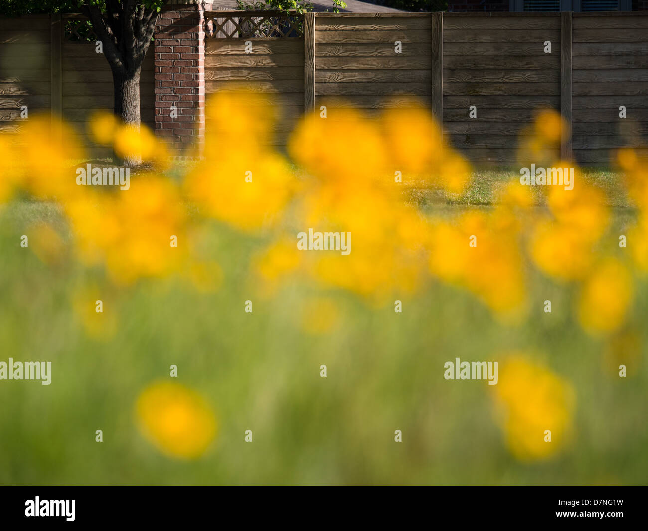 Un champ plein de fleurs jaunes en face d'une clôture résidentielle de banlieue Banque D'Images