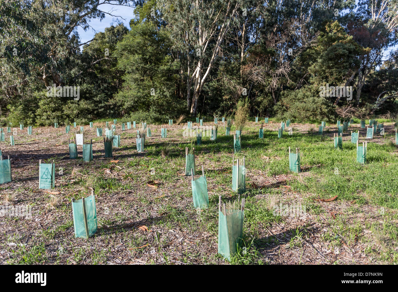 La régénération de parc avec de petits plants de l'arbre à l'abri de l'environnement. Banque D'Images