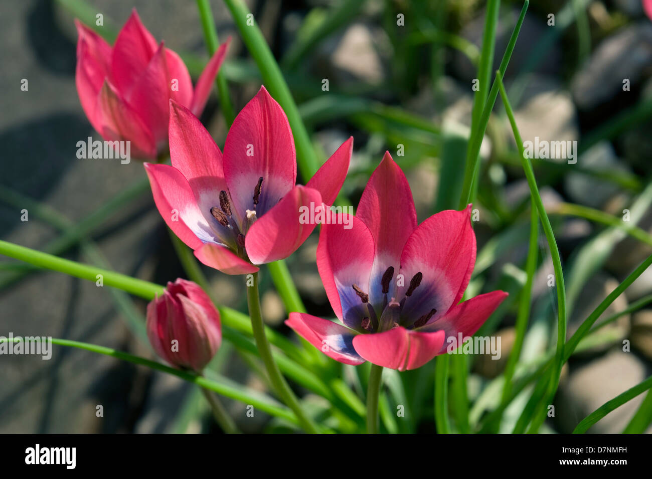 Tulipa 'pulchella Persian Pearl' une specias tulip en fleur Banque D'Images