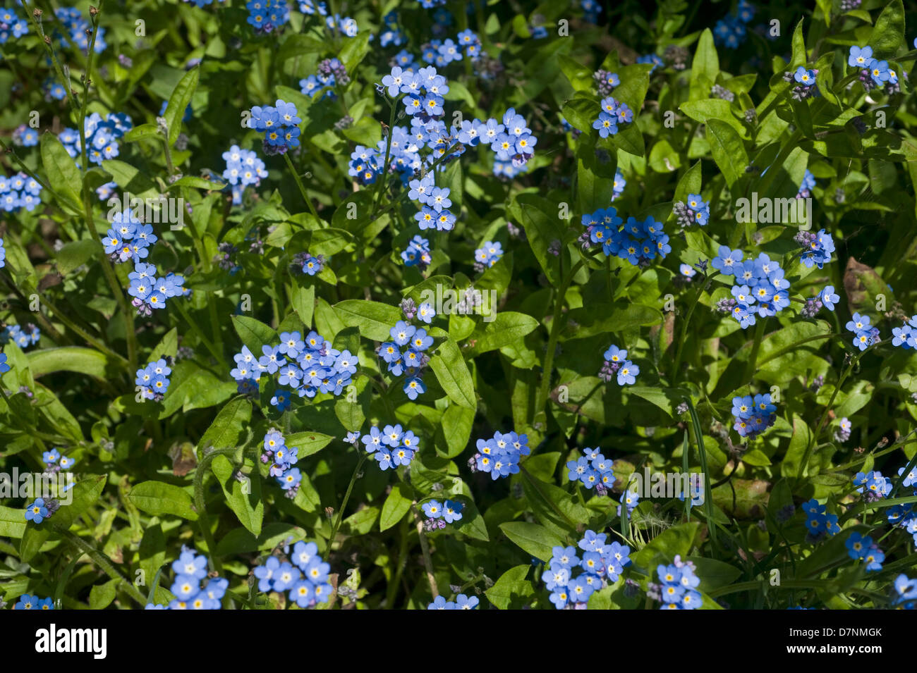 Le bois ne m'oubliez pas, Myosotis sylvatica, plante printemps fleuri bleu Banque D'Images