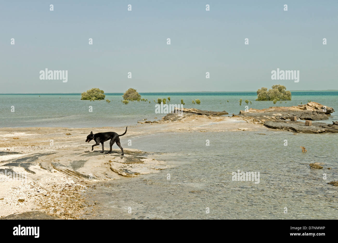 Un typique chien 'desert', une croix sur un saluki plage du golfe Arabo-Persique à Abu Dhabi Banque D'Images