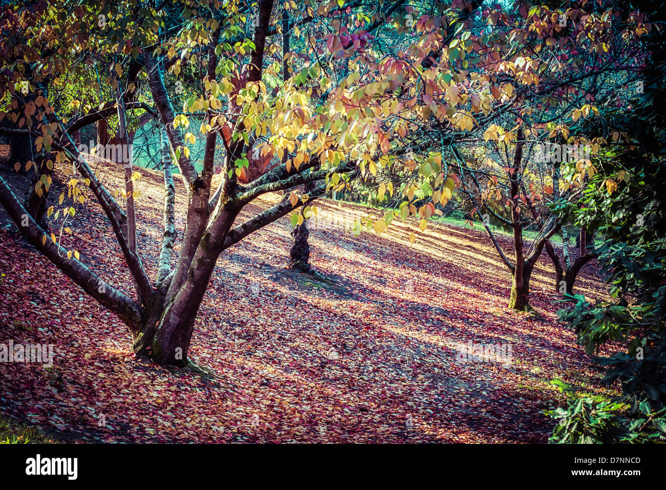 LeavesMt automne nobles comme les arbres européens met à changer de couleur au milieu de la végétation à feuilles persistantes. Banque D'Images