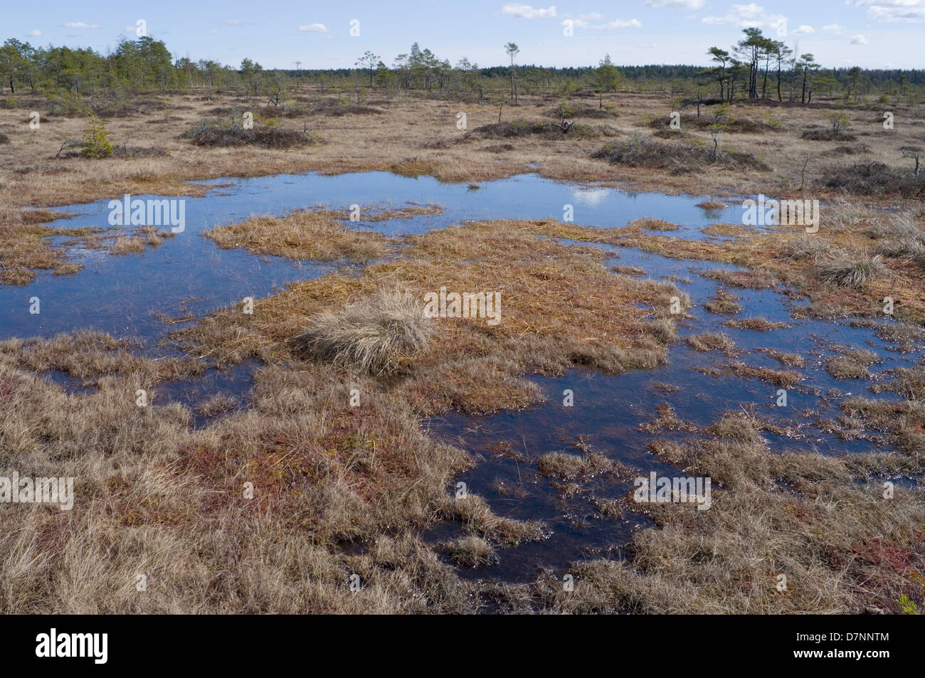 Tolkuse Bog, comté de Pärnu, Estonie, Europe Banque D'Images