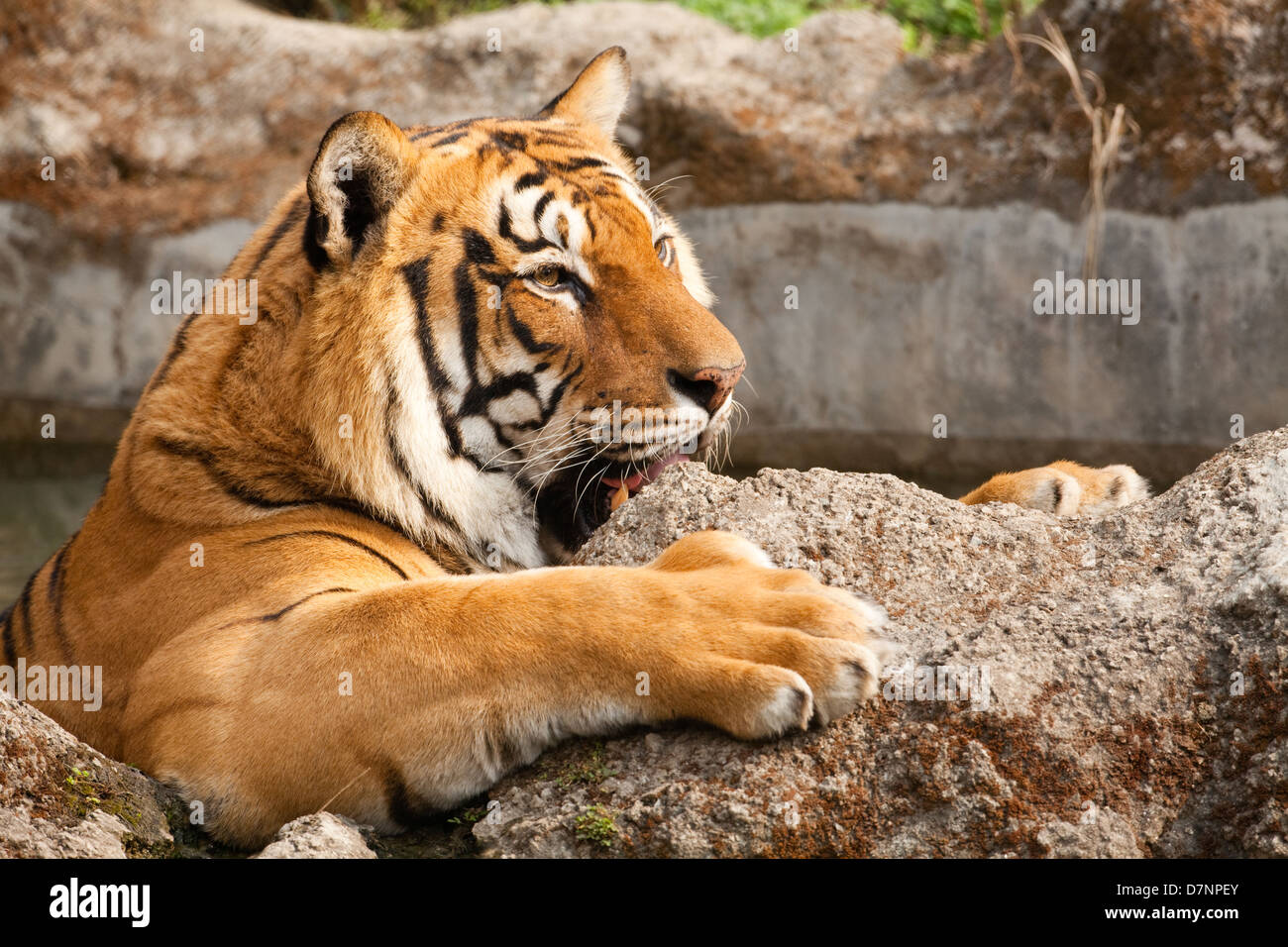 Royal tigre du Bengale (Panthera tigris tigris). Réveillé avec un membre de l'avant en appui sur un rocher, arrière immergé dans une piscine cachée. Katmandu Banque D'Images