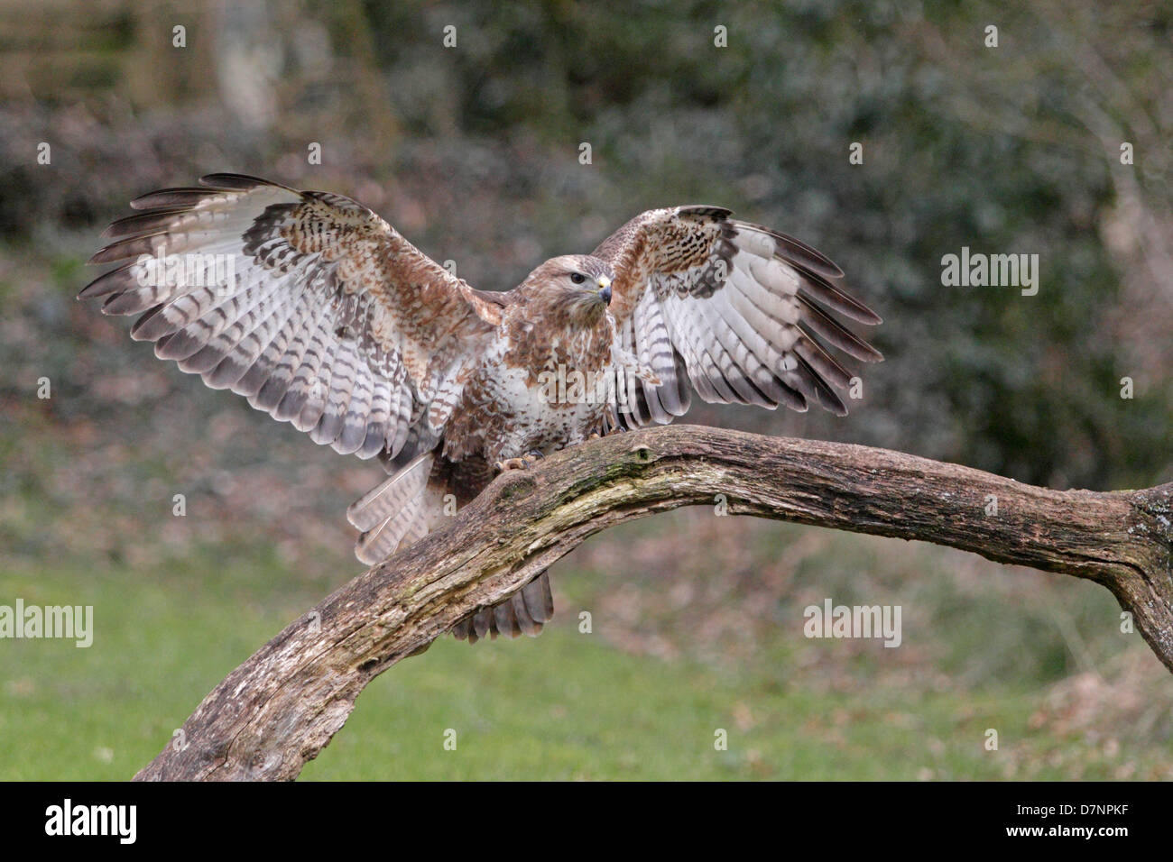 Buse variable entrée en terre sur une branche Banque D'Images