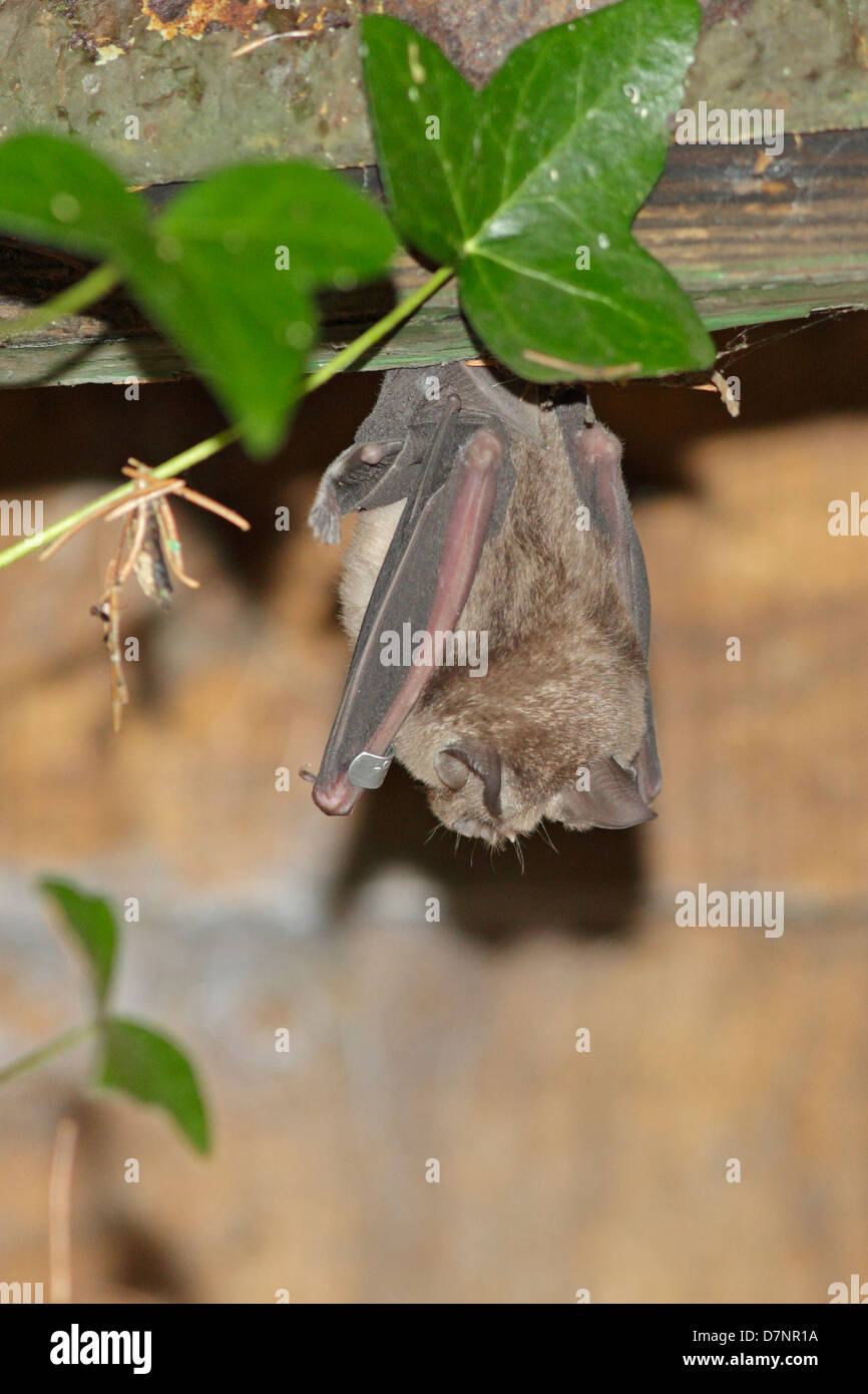 Plus grand rhinolophe avec anneau Banque D'Images