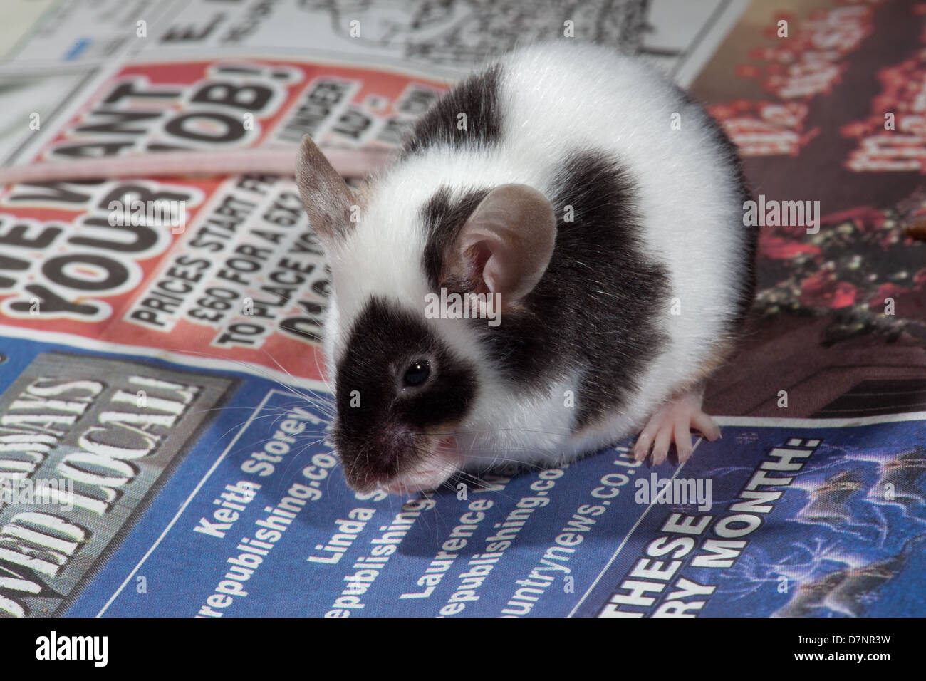 Animal domestique noir et blanc ou pied de la souris (Mus musculus). Banque D'Images