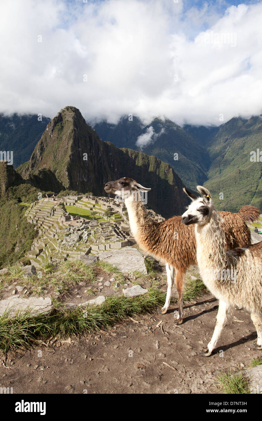 Machu Picchu avec deux lamas sur le premier plan Banque D'Images