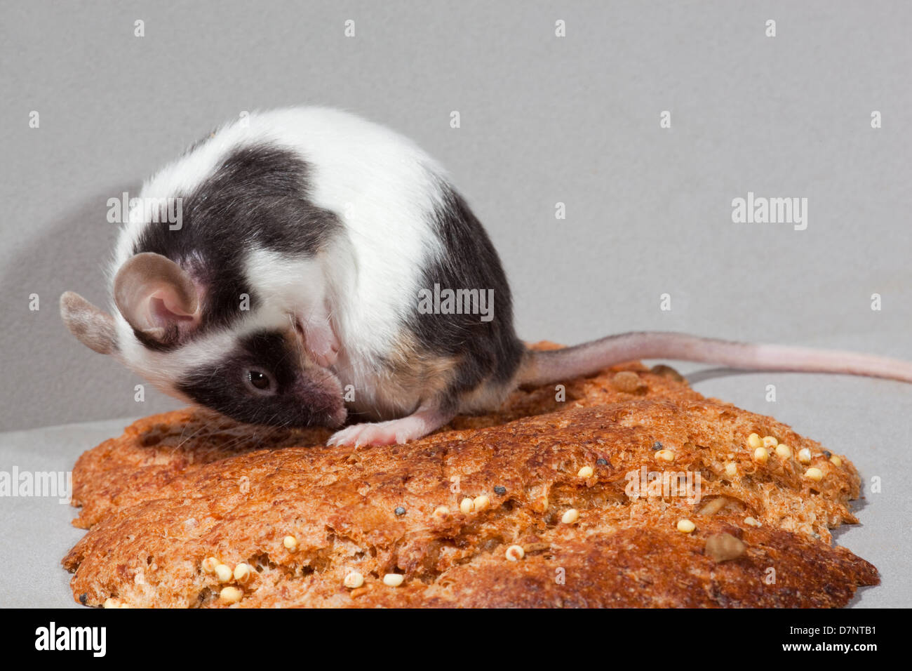 Animal fantaisie Souris (Mus musculus). Piebald, noir et blanc, de toilettage. Assis sur une croûte de pain. Banque D'Images