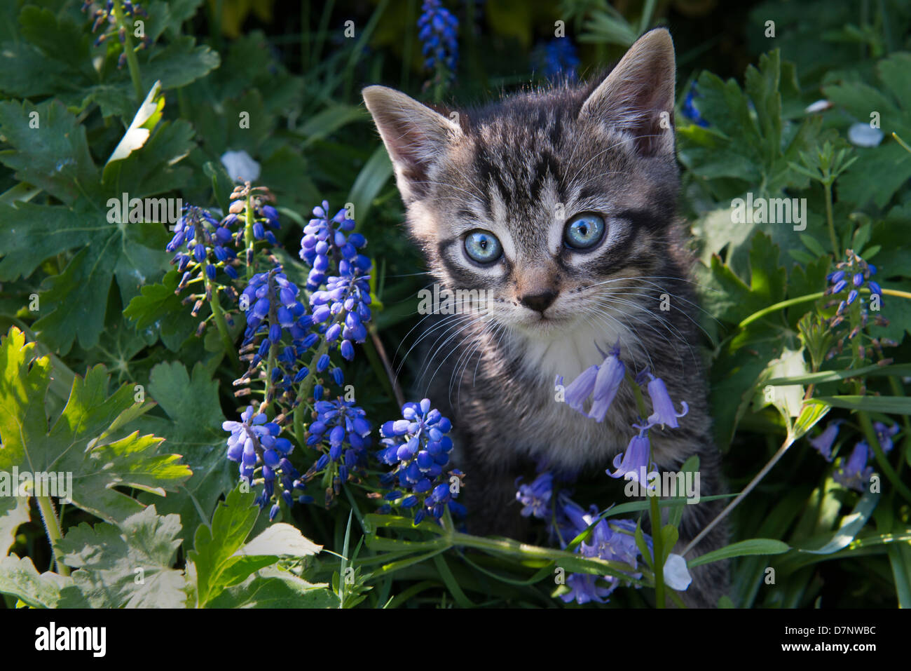 Chaton De Deux Mois Banque d