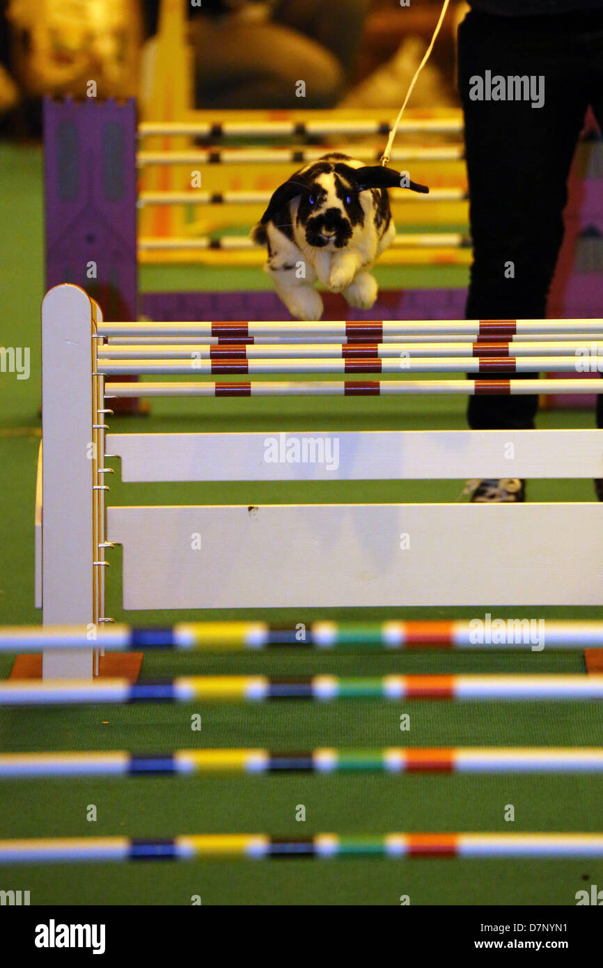 Londres, Royaume-Uni. 11 mai 2013. Lapin de saut de la Suède à la London Pet Show 2013, Earls Court, London, England. Crédit : Paul Brown/Alamy Live News Banque D'Images