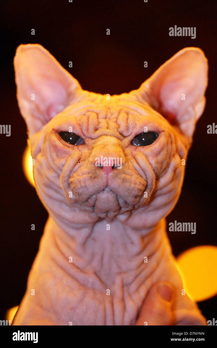 Montrer Le Chat Banque De Photographies Et D Images A Haute Resolution Alamy
