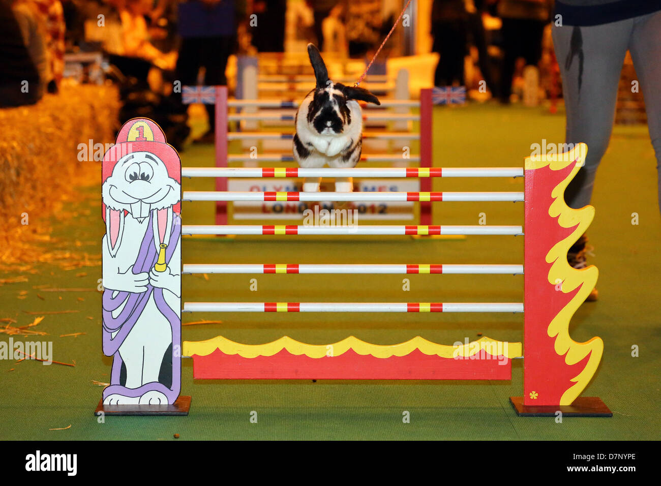 Londres, Royaume-Uni. 11 mai 2013. Lapin de saut de la Suède à la London Pet Show 2013, Earls Court, London, England. Crédit : Paul Brown/Alamy Live News Banque D'Images