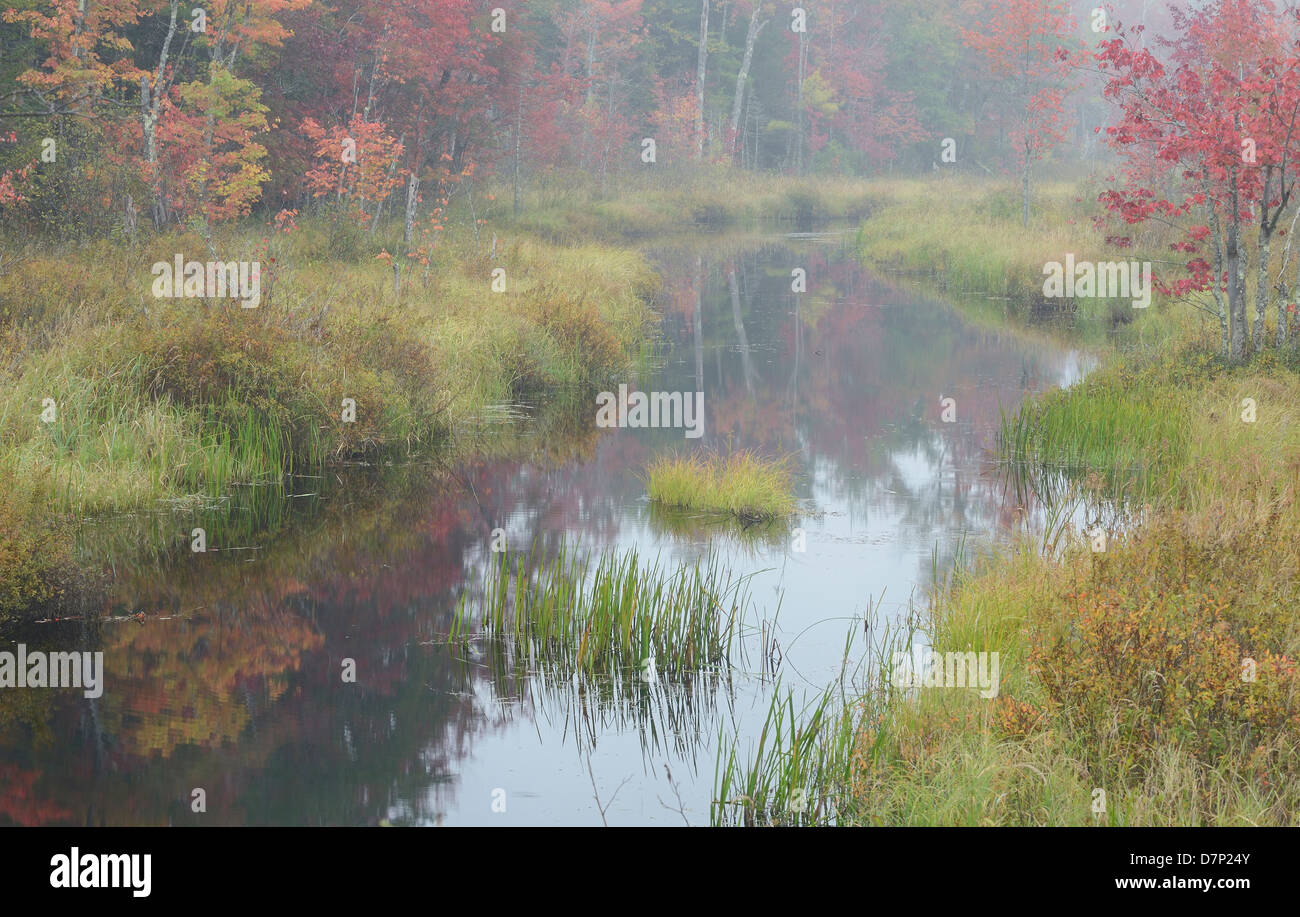 Paisible cours d'eau serpente à travers le Maine woods durant la haute saison des feuilles d'automne. Banque D'Images