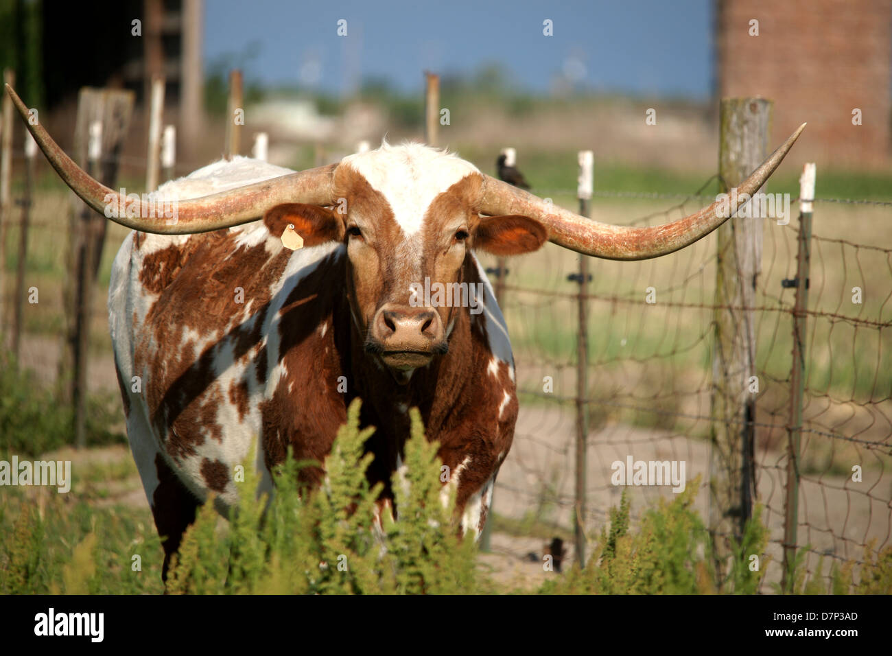 Shot de vache Texas Longhorn. Manteau brun et blanc. Face à l'appareil photo Banque D'Images
