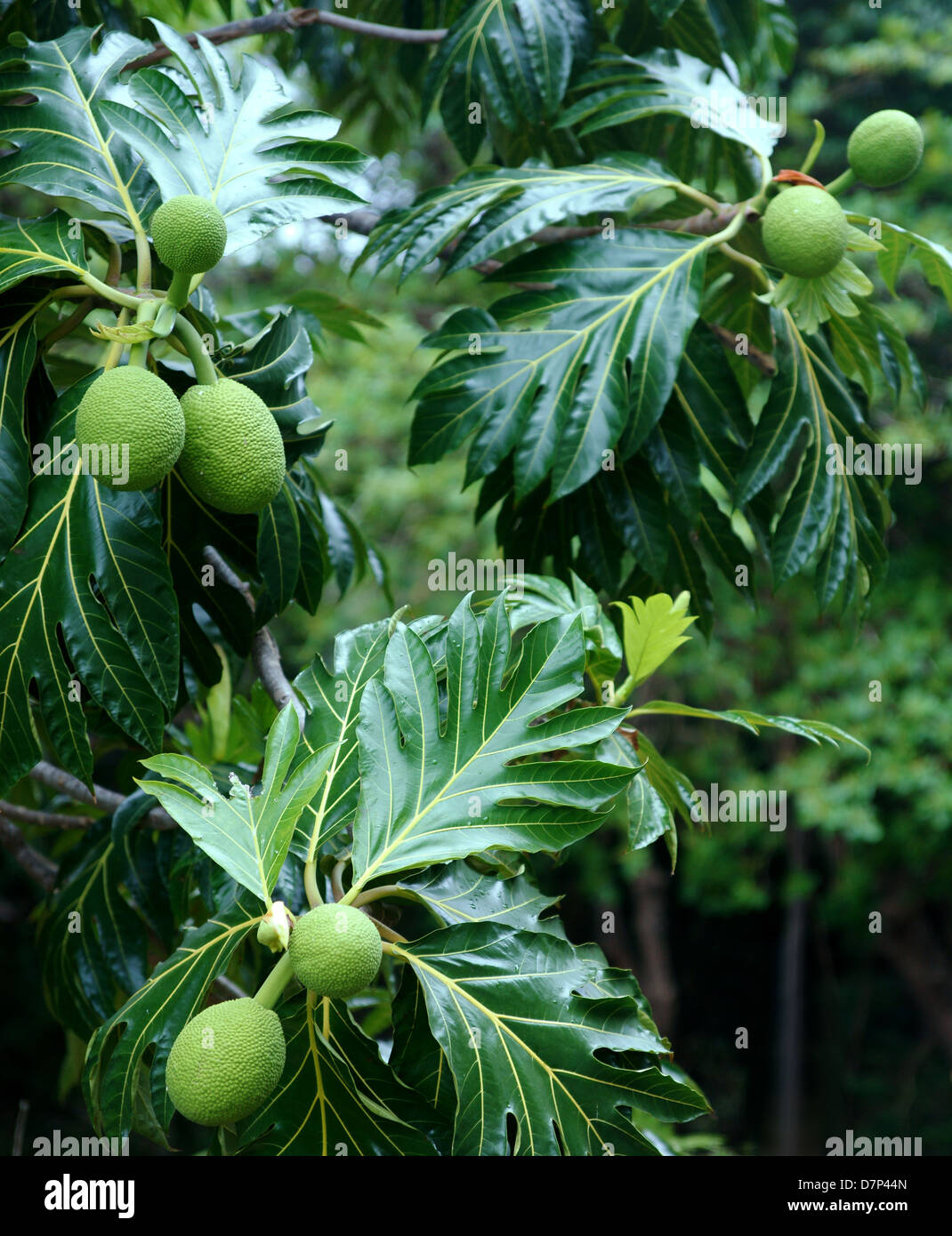 L'arbre à pain (Artocarpus altilis) arbre dans la forêt tropicale. Puerto Rico. L'Amérique centrale Banque D'Images