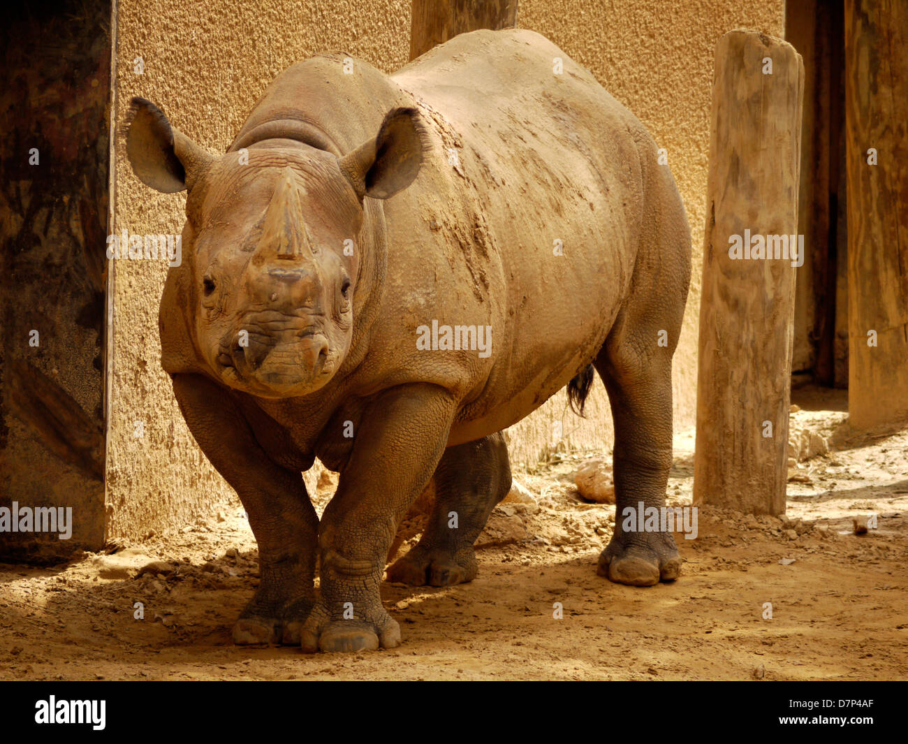 Un rhinocéros noir erre c'est pen Banque D'Images