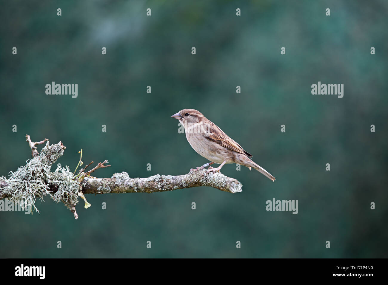 Moineau sur branch Banque D'Images