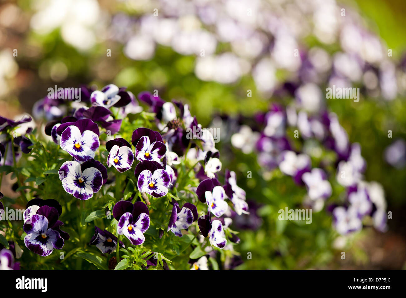 Blanc Violet Viola ou pansy fleurs panachées Banque D'Images